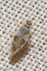 Monosteira unicostata