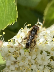 Anasimyia anausis