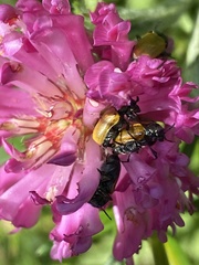 Labidostomis longimana