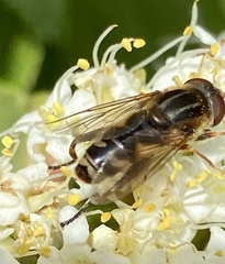 Anasimyia anausis