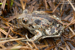 Pelobates fuscus insubricus