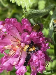 Labidostomis longimana