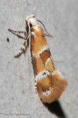 Epicallima mercedella