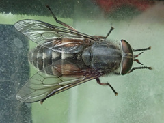 Hybomitra bimaculata