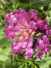 Labidostomis longimana