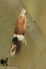 Aproaerema polychromella