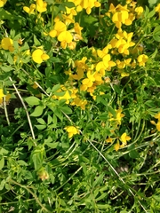 Lotus corniculatus