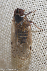 Hyalesthes