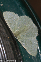 Phaiogramma faustinata