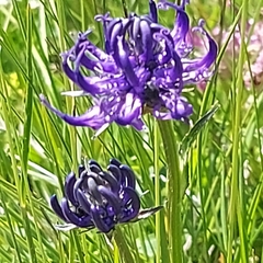 Phyteuma hemisphaericum