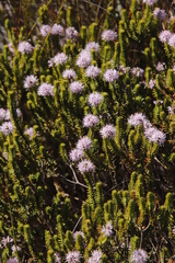Stilbe ericoides