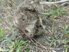 Marmota flaviventris