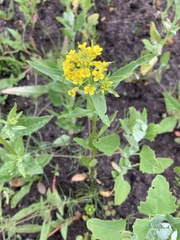 Erysimum cheiranthoides