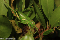 Steropleurus pseudolus