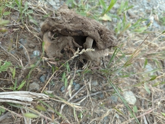 Marmota flaviventris