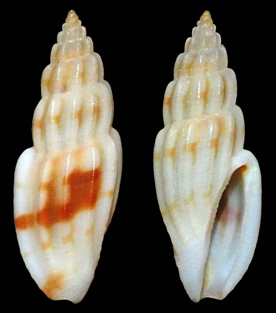 Eucithara gracilis