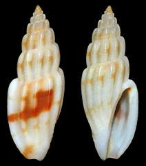 Eucithara gracilis