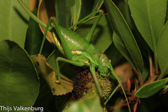 Steropleurus pseudolus