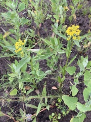 Erysimum cheiranthoides