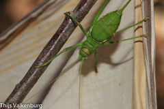 Steropleurus pseudolus