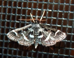 Diasemiodes janassialis