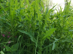 Sonchus palustris