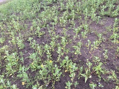 Erysimum cheiranthoides