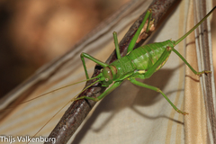 Steropleurus pseudolus