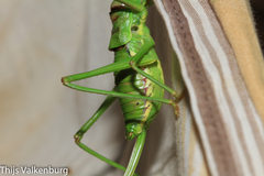 Steropleurus pseudolus