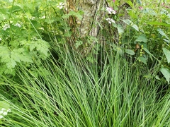 Carex leersii
