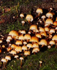 Xeromphalina leonina