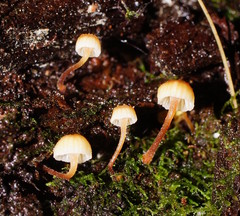 Xeromphalina leonina