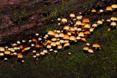 Xeromphalina leonina