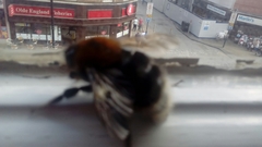 Bombus hypnorum
