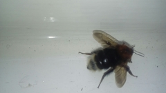Bombus hypnorum