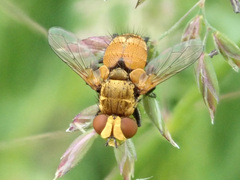Eliozeta helluo
