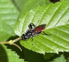 Xylota bicolor