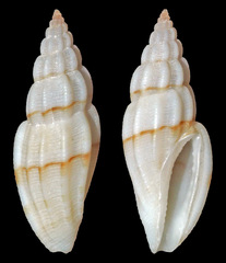 Eucithara