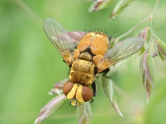 Eliozeta helluo