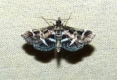 Diasemiodes janassialis