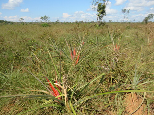 Image of Bromelia serra by (c) Vincent A. Vos, some rights reserved (CC BY)