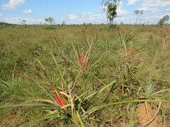 Bromelia serra
