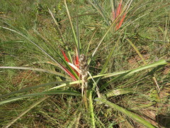 Bromelia serra