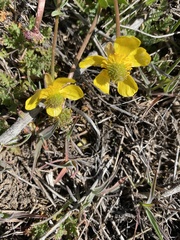 Ranunculus glaberrimus ellipticus