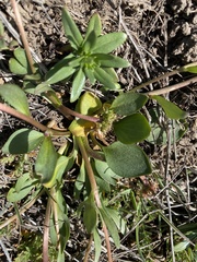 Ranunculus glaberrimus ellipticus