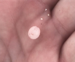 Bulla occidentalis
