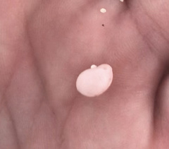 Bulla occidentalis