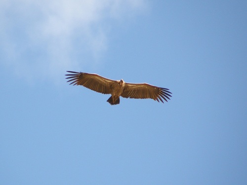 Buitre moteado (Gyps rueppelli)