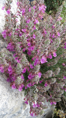 Teucrium marum
