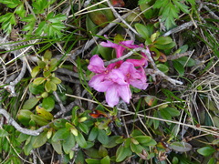 Rhododendron myrtifolium